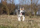 ALASKAN MALAMUTE 813
